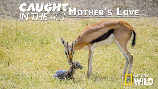 Caught in the Act: Mother's Love