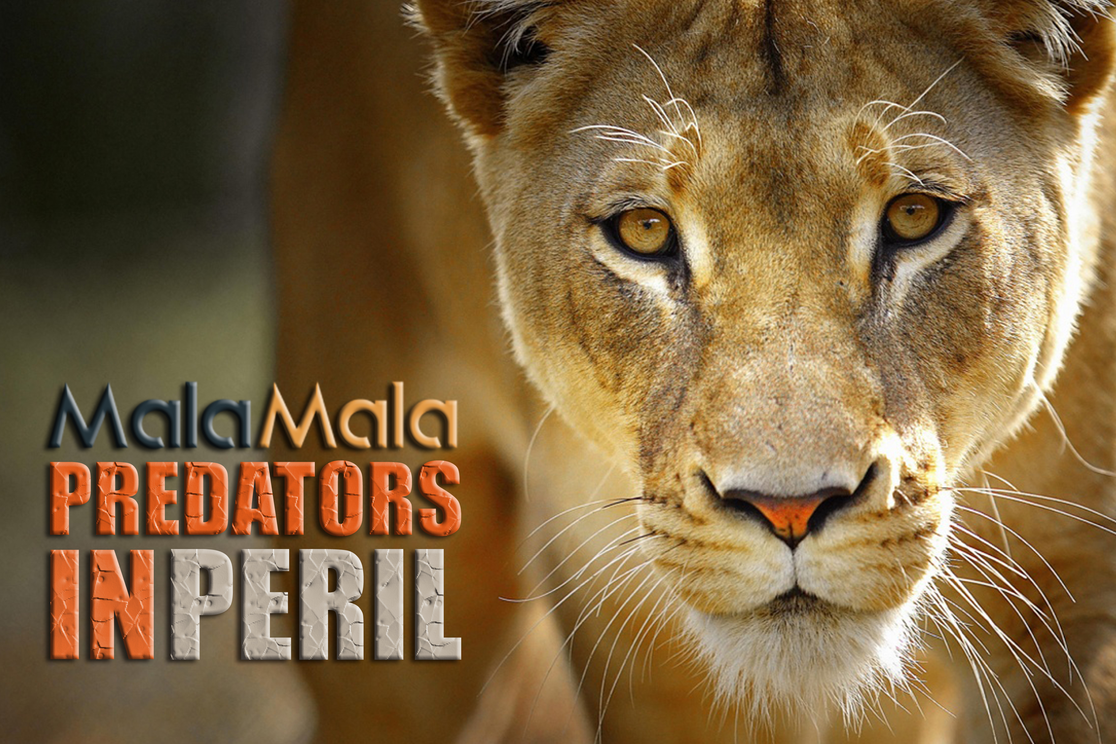Mala Mala's Predators in Peril