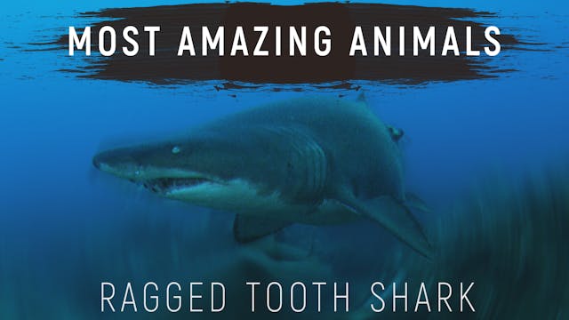 MAA03 - Ragged Tooth Shark