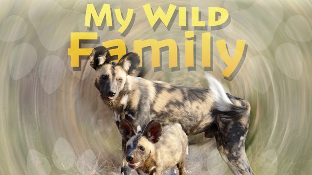 MWF106 - Baby Wild Dogs
