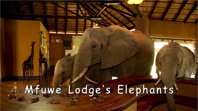 WZ04 - Mfuwe Elephants