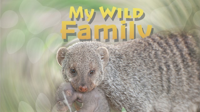 MWF103 - Baby Banded Mongoose