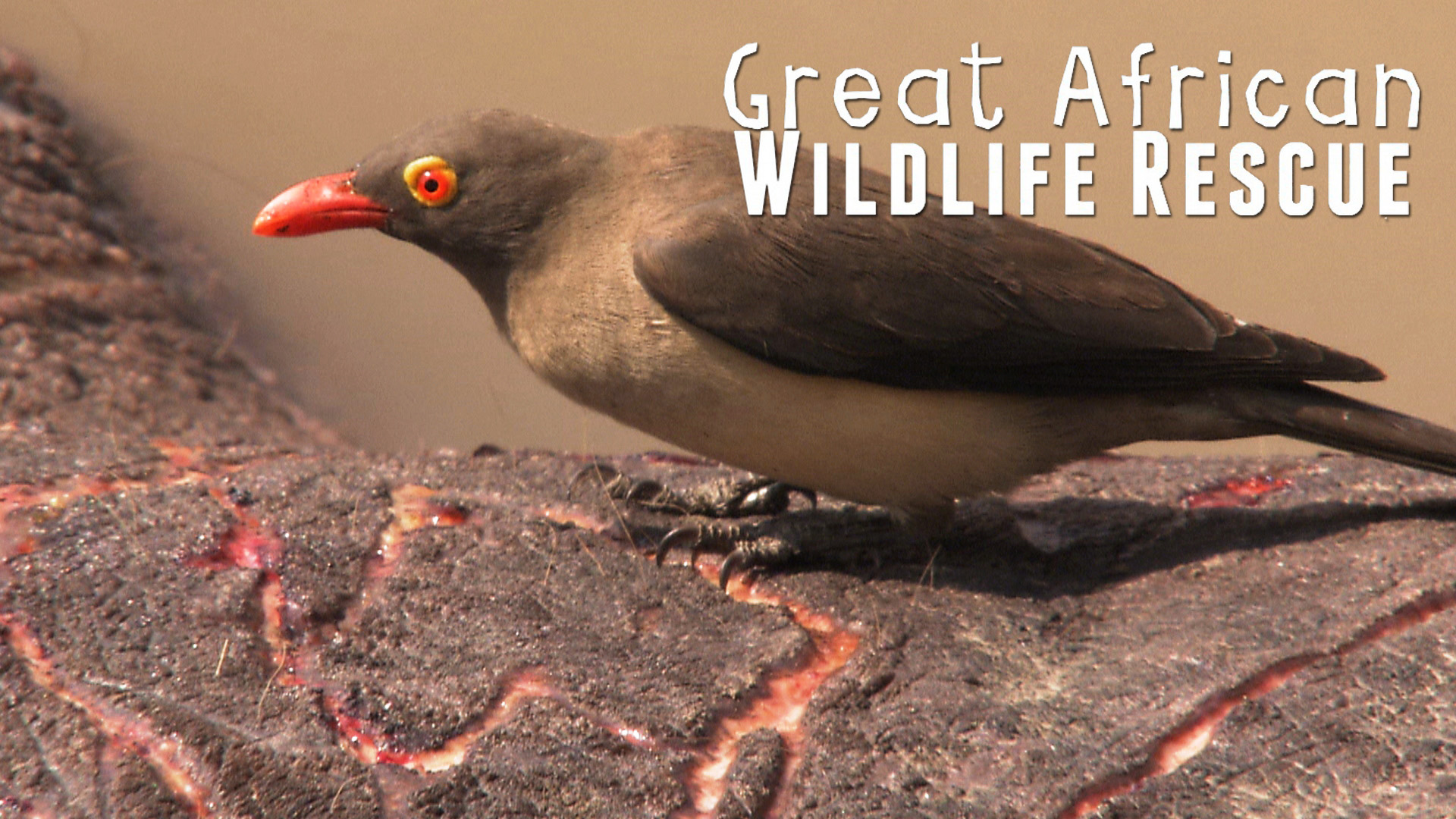 GAWR09 - Size Doesn’t Matter