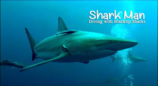 SHARK MAN - 3 - Free Diving with Blac...