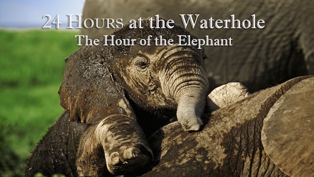 24-3 : Elephant Hour