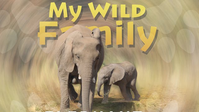 MWF107 - Baby Elephant
