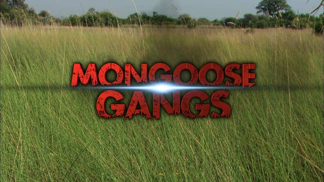 Mongoose Gangs