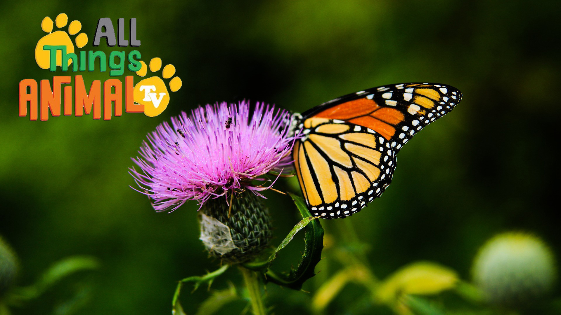 All Things Animal : Butterflies