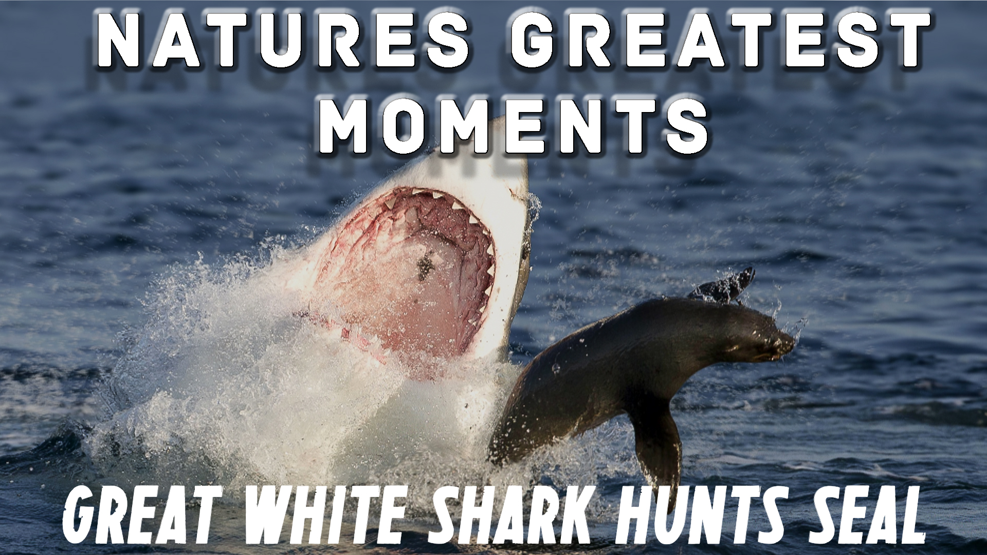 NGM209 - Great White Shark Seal hunt