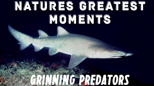 NGM103 - Grinning Predators