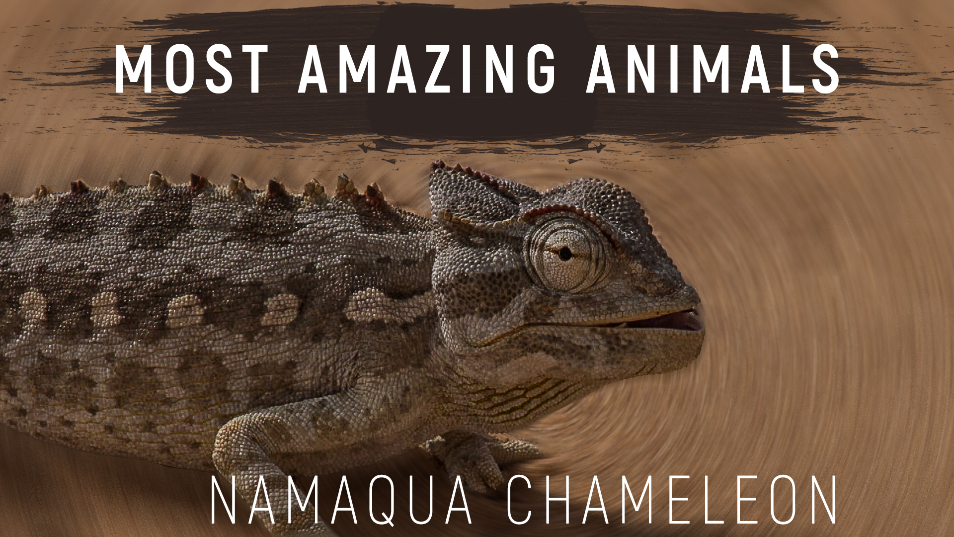 MAA05 - Desert Chameleon