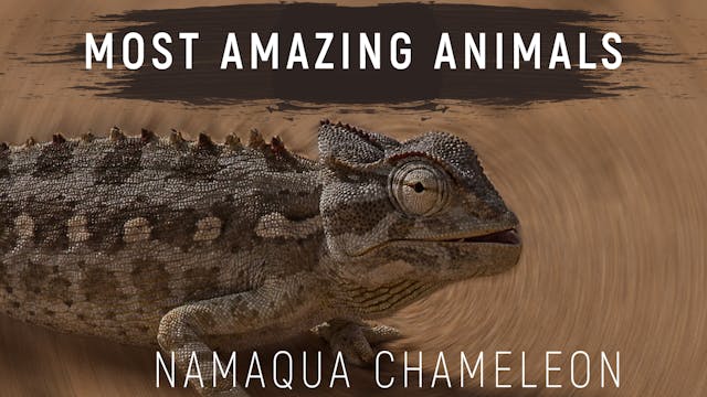 MAA05 - Desert Chameleon