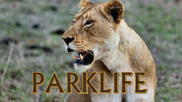 PL02 - TB Lions & the Tuli Elephants