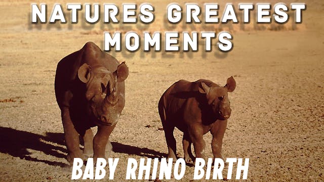 NGM208 - Baby Rhino Birth