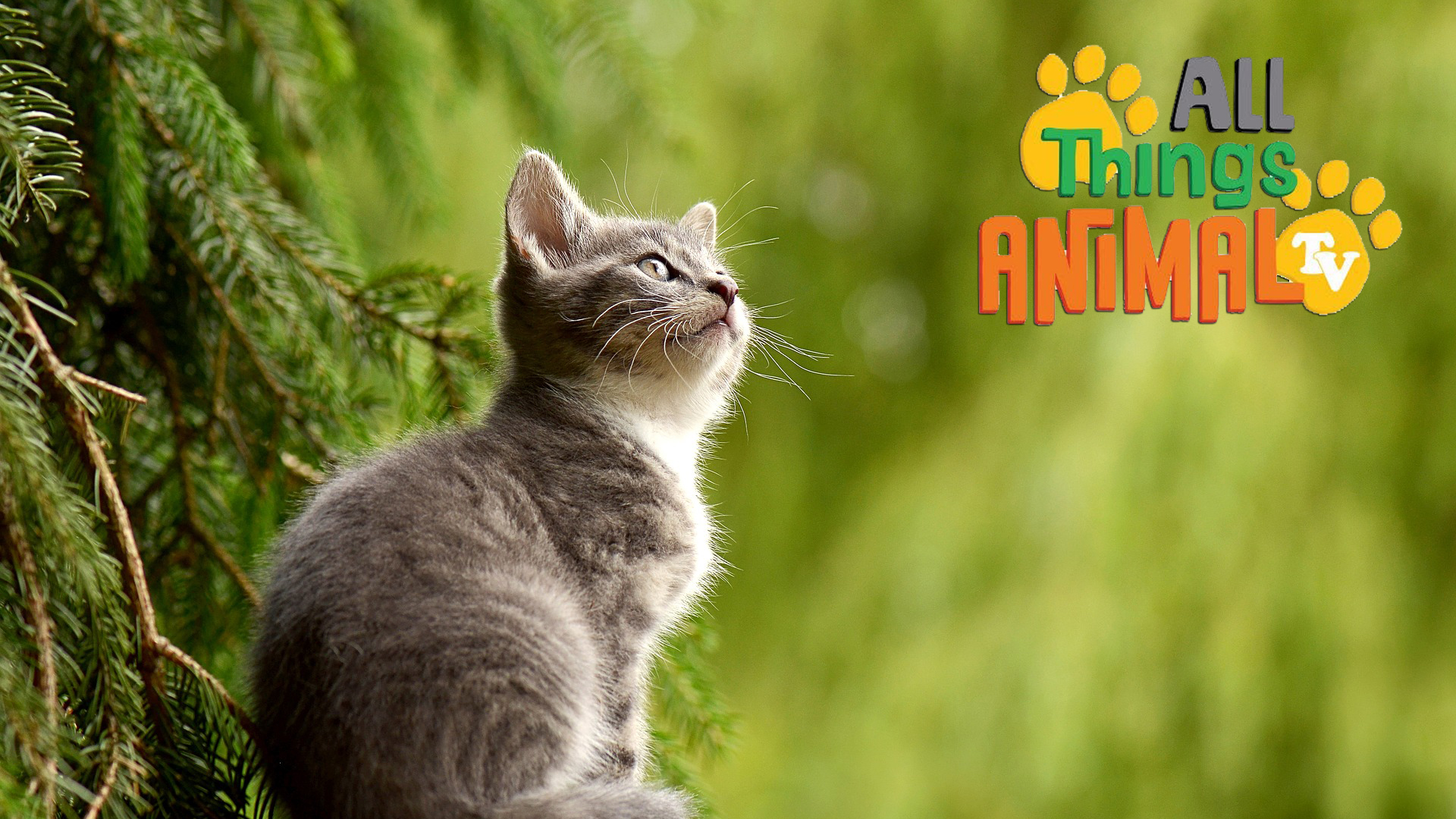 All Things Animal : Cats