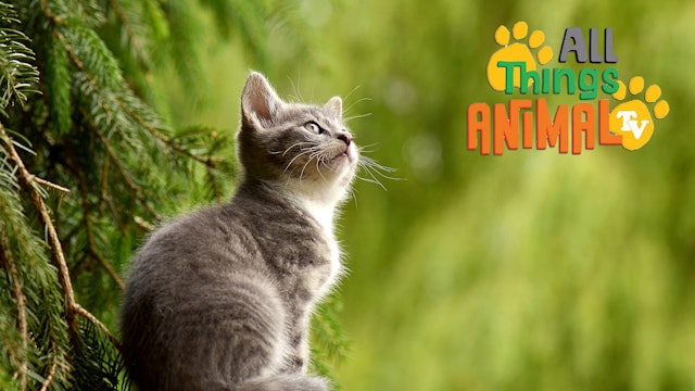 All Things Animal : Cats