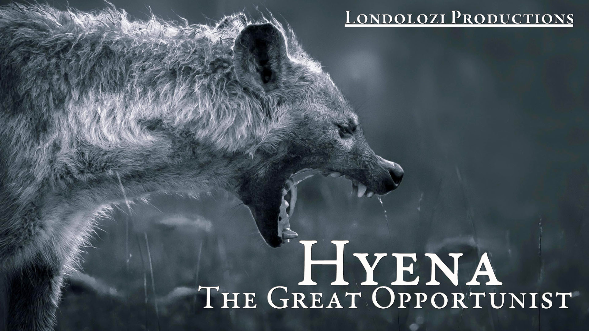 Hyena: The Great Opportunist