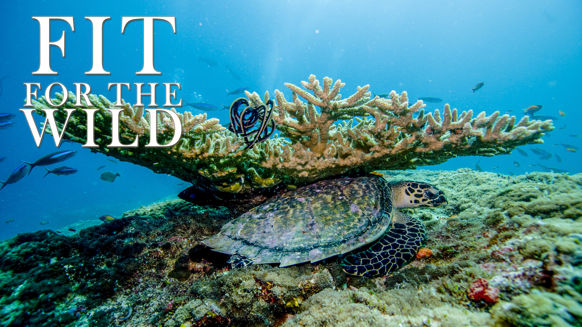 FFW10 - Adapted to the Reef