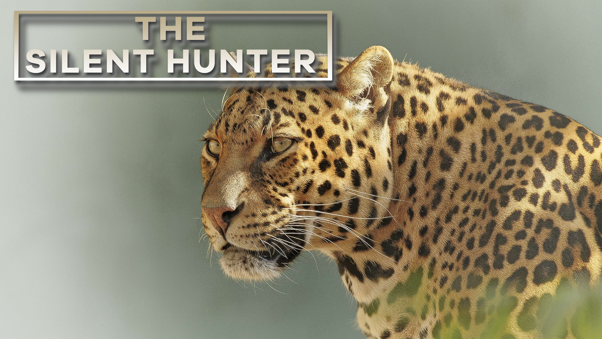 The Silent Hunter