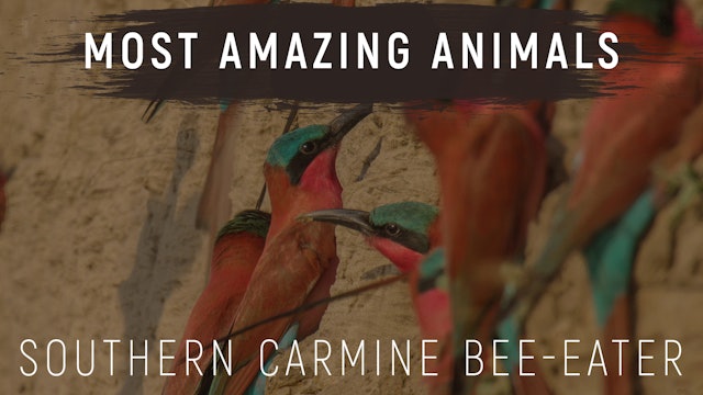 MAA04 - Carmine Bee-eaters