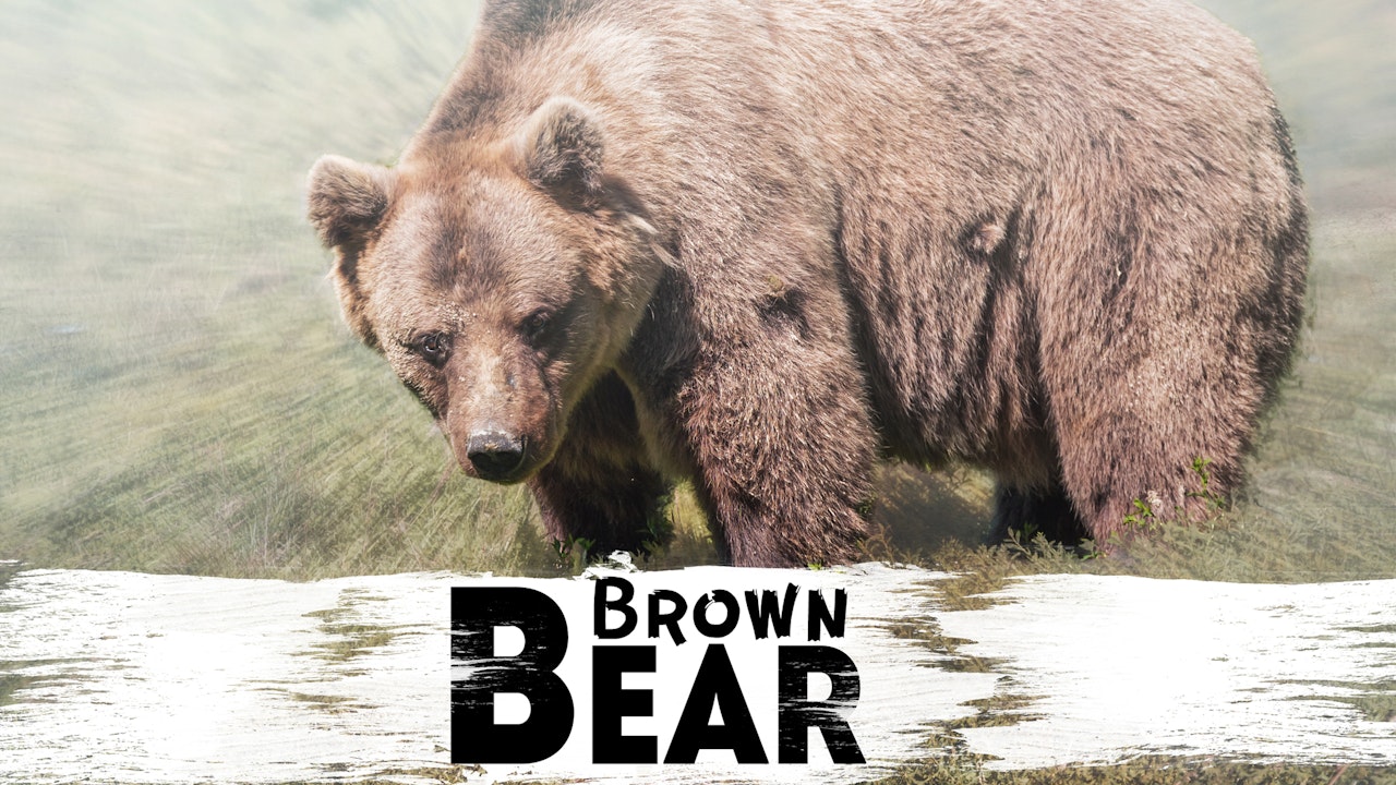In the Shadow of Extinction: The Himalayan Brown Bear