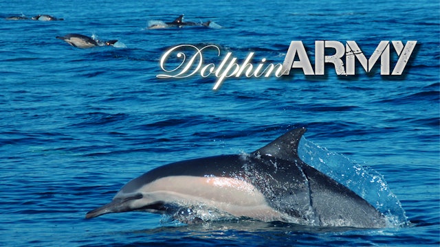 Dolphin Army