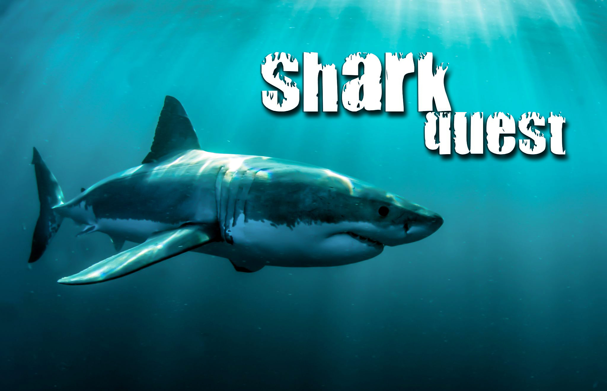 Shark Quest