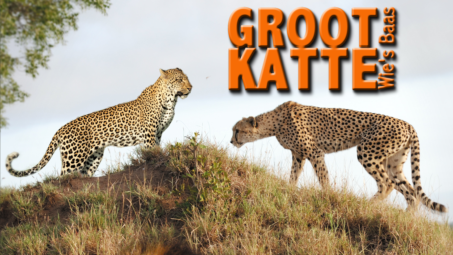 Groot Katte : Wie's Baas