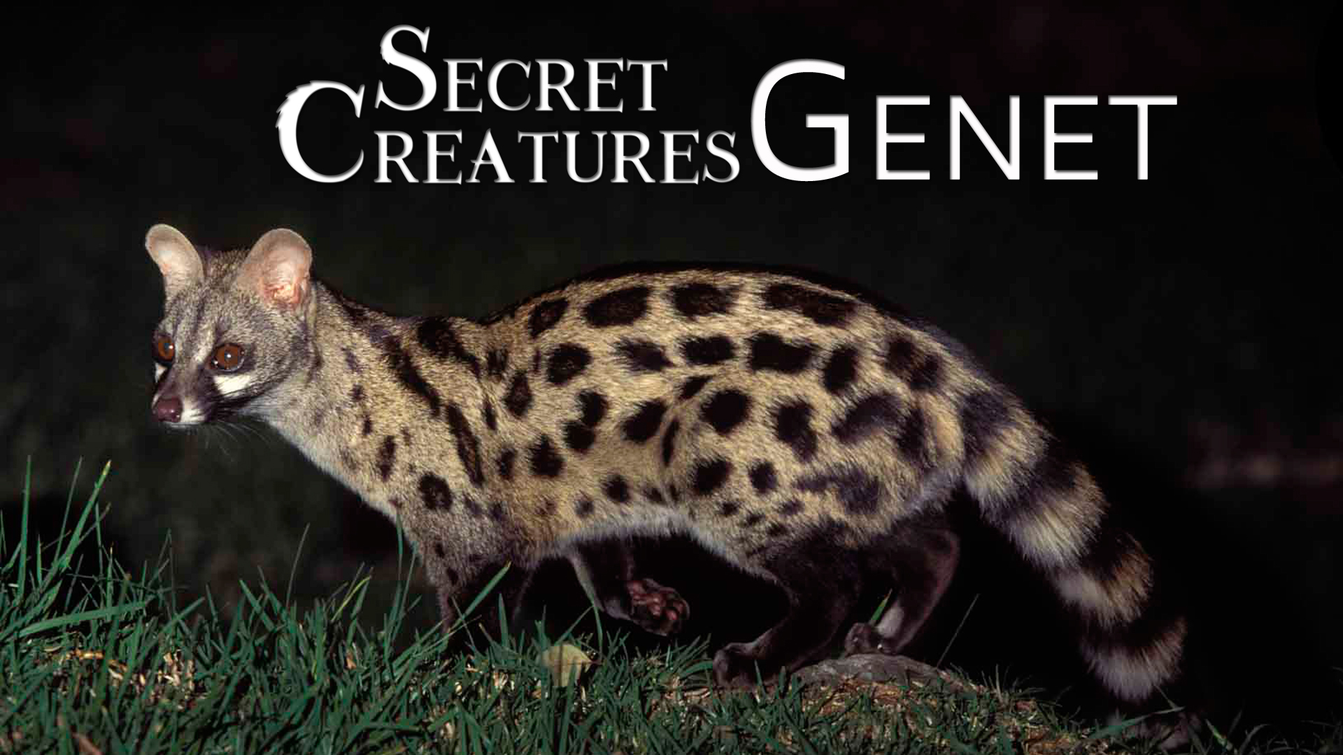 Secret Creatures : Genet