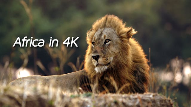 Africa in 4K