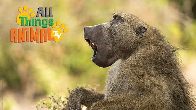 All Things Animal : Baboons