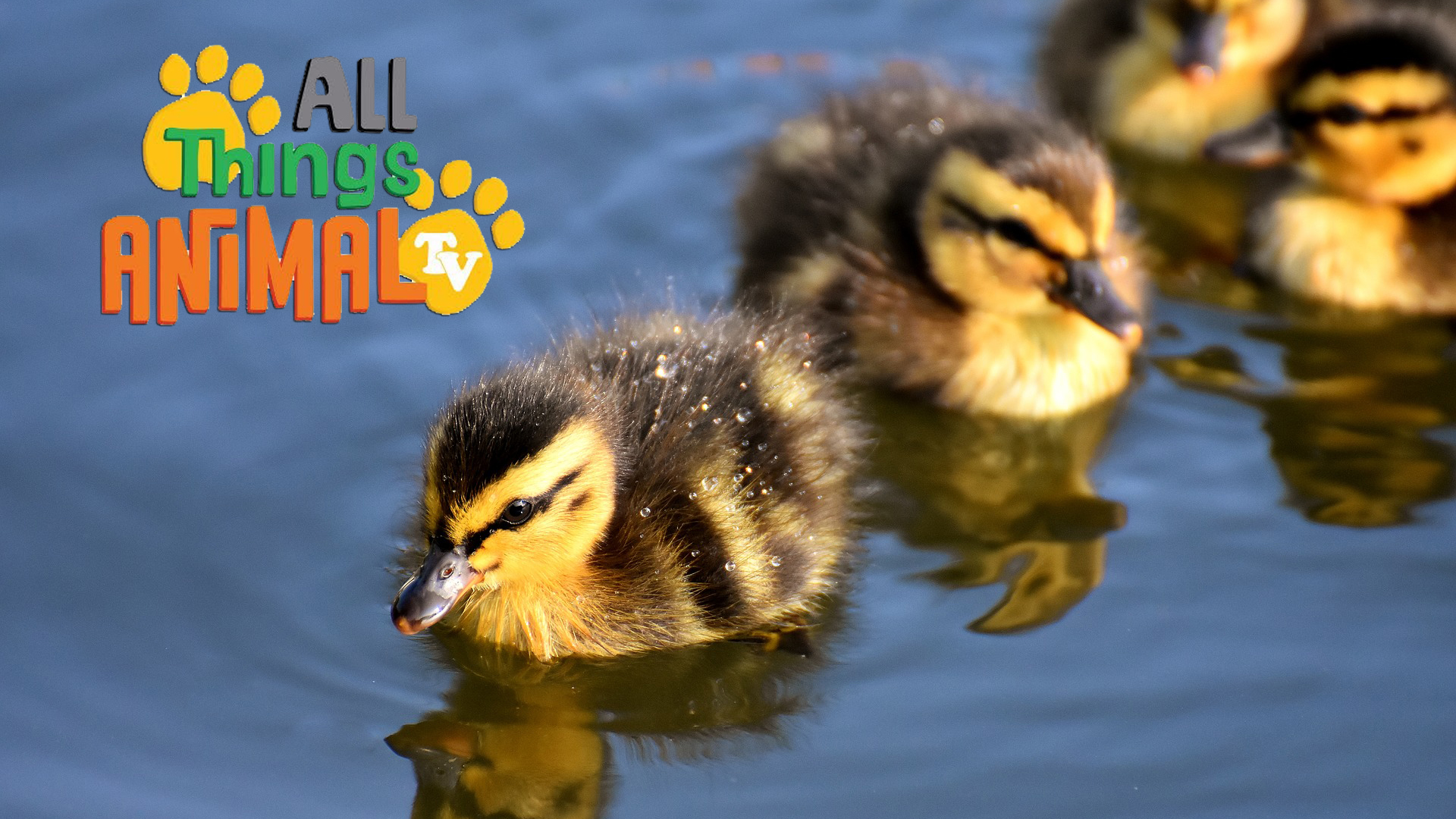 All Things Animal : Ducks