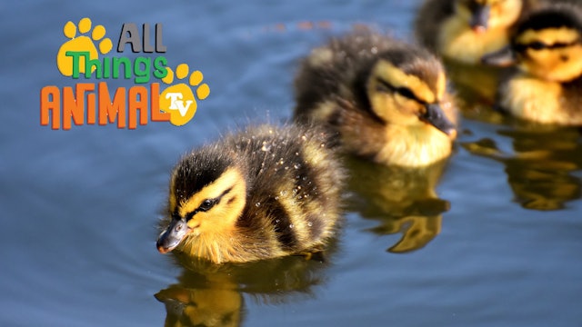 All Things Animal : Ducks