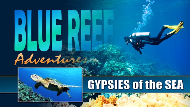 BRA08 - Turtles of the Indian Ocean