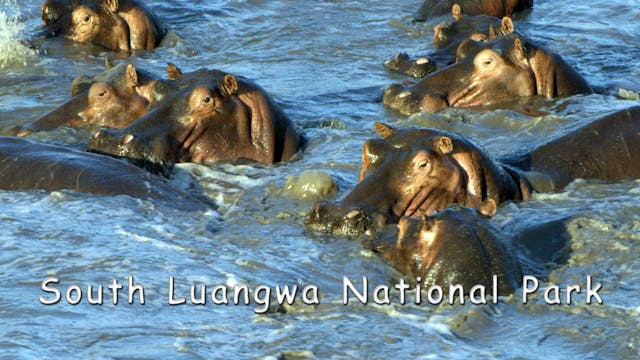 WZ05 - South Luangwa National Park