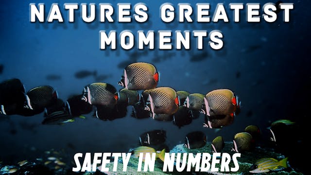 NGM109 - Safety in Numbers