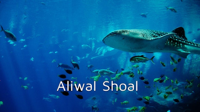 DA12 - Aliwal Shoal