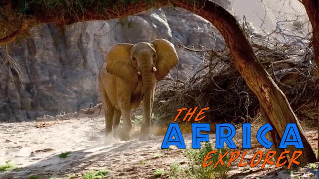 AE05 - Desert Elephants of the Kaokoveld