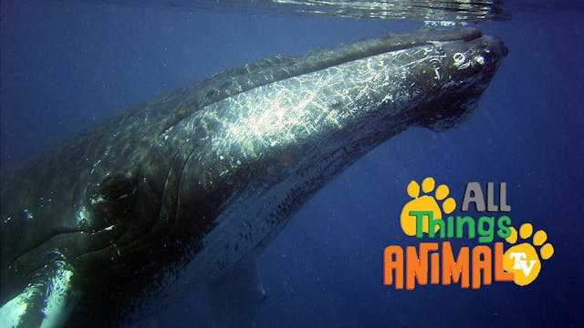 All Things Animal : Humpback Whales