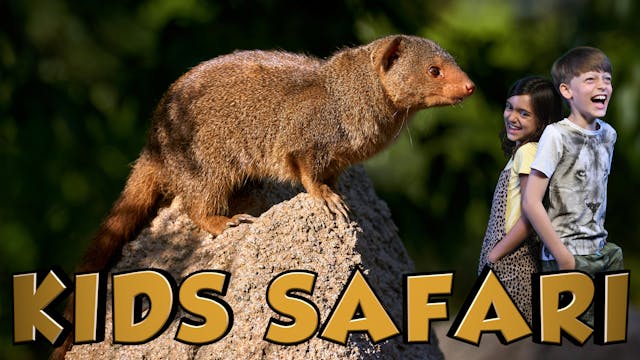 MALA MALA KIDS SAFARI - MONGOOSE AND ...