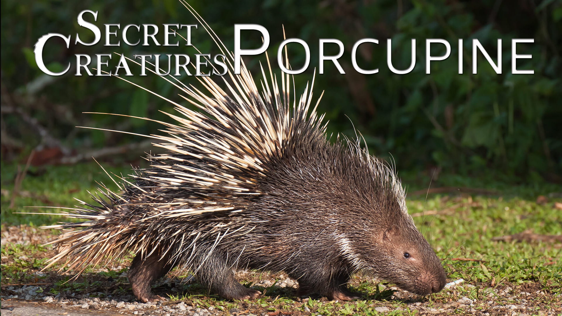 Secret Creatures : Porcupine
