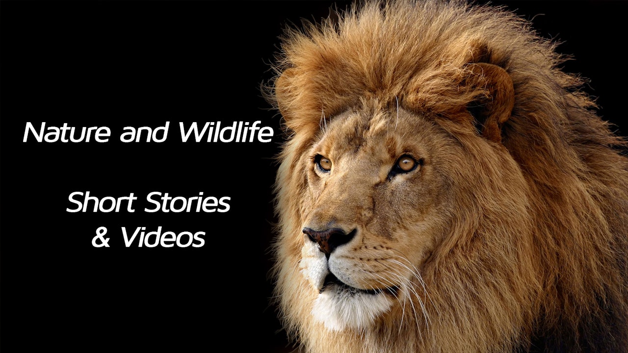 Wildlife and Nature Shorts