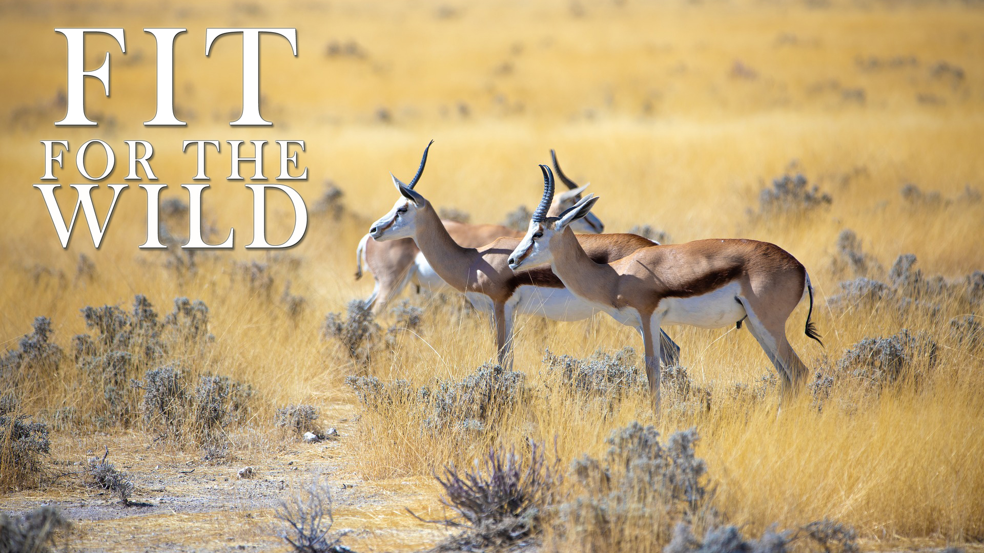 FFW12 - Adapted to the Food Plains