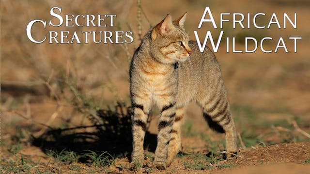 Secret Creatures : African Wildcat