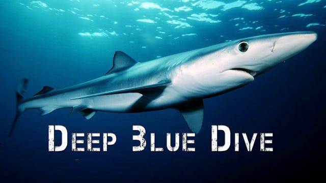 Deep Blue Ocean Dive