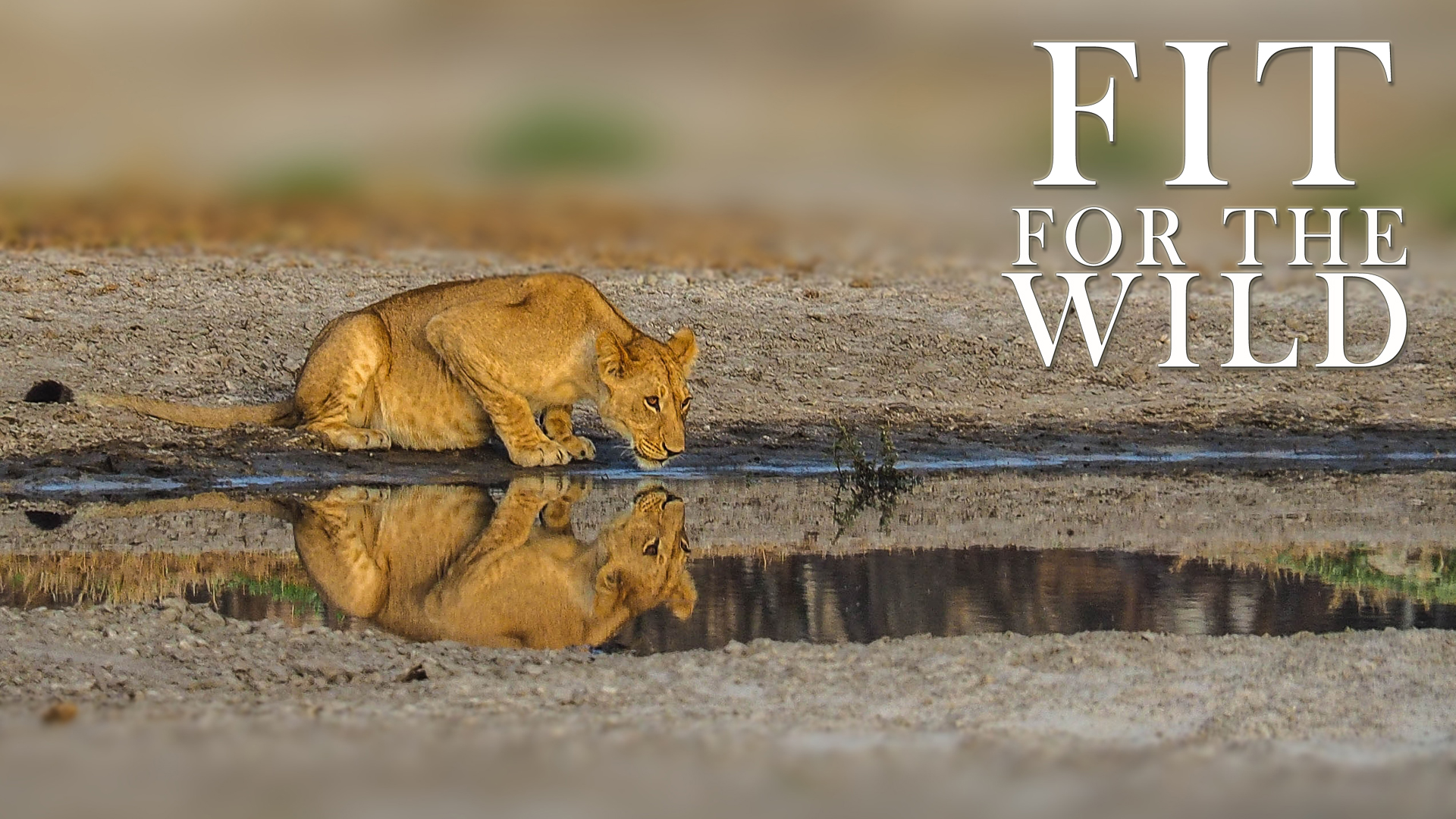 FFW05 - Adapted to the Semi-Desert