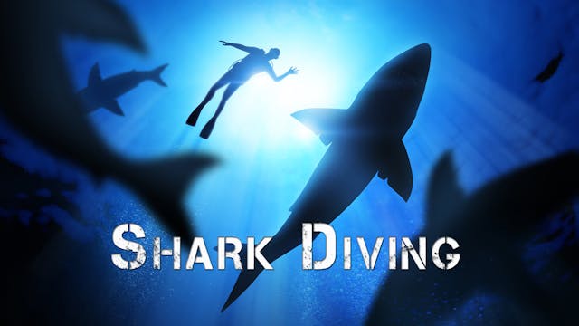 Shark Diving