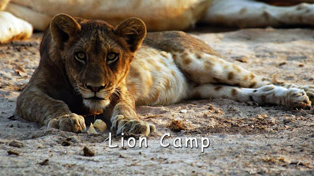 WZ02 - Lion Camp