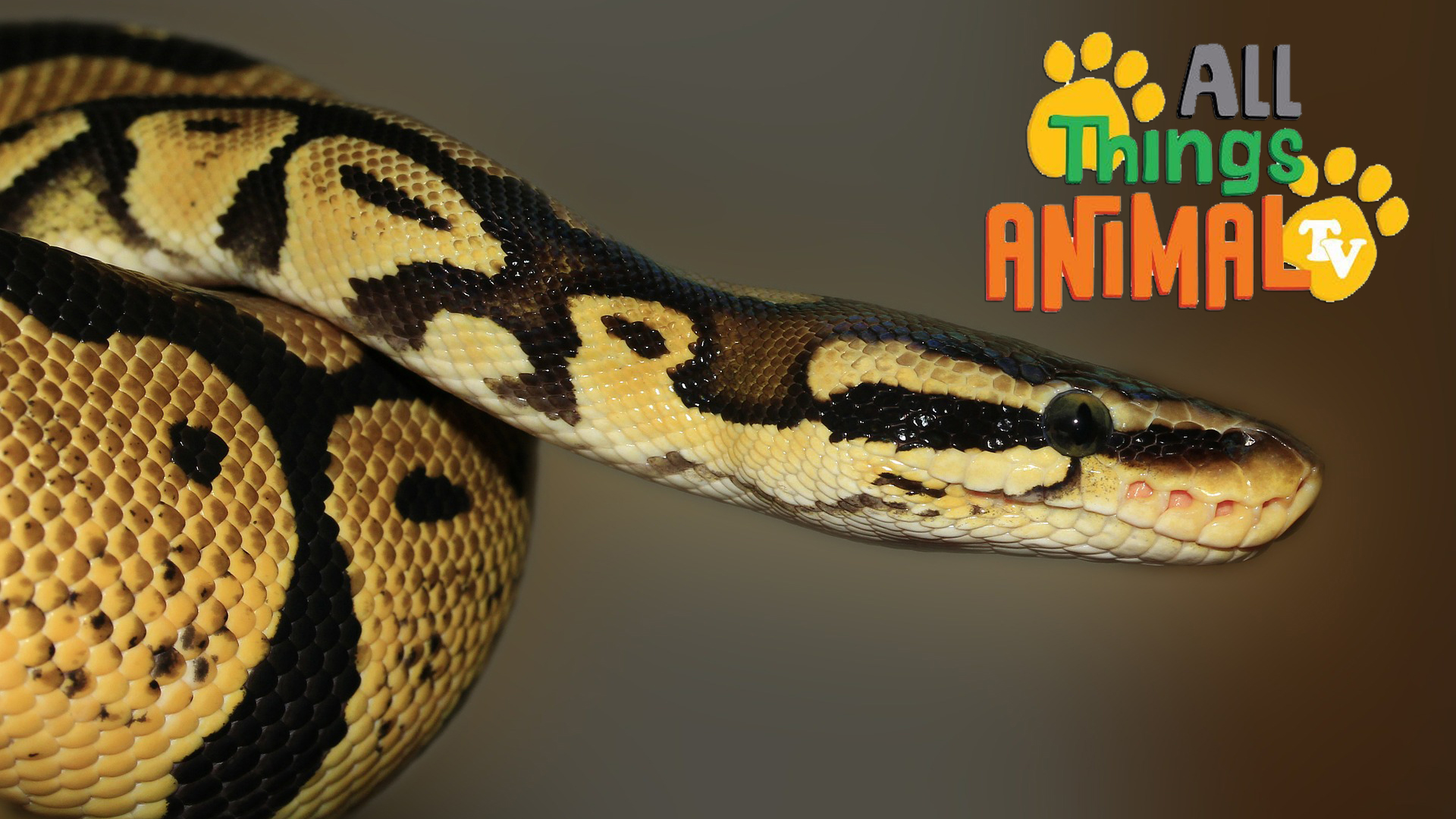 All Things Animal : Snakes