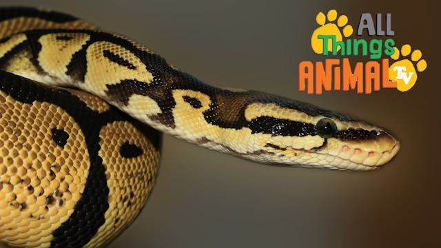 All Things Animal : Snakes